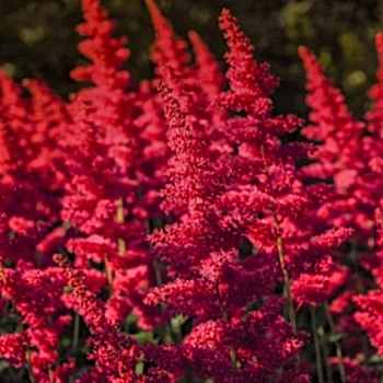 Amaranthus Çiçeği