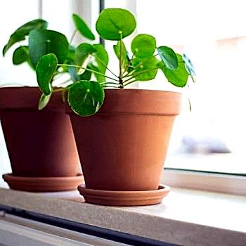 Pilea Çiçeği